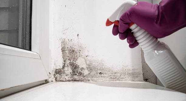 Best Water damage contractors near me  in Taylorsville, UT